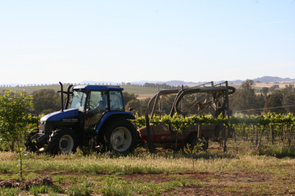 Work in the surrounding vineyard.