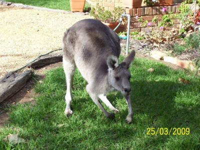 Visit from Joey at the Vineyard Motel